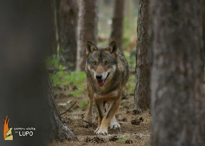 Дом отдыха Corfinium Corfinio